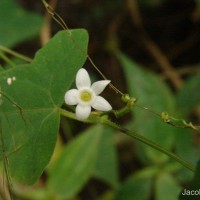 Zehneria thwaitesii (Schweinf.) C.Jeffrey